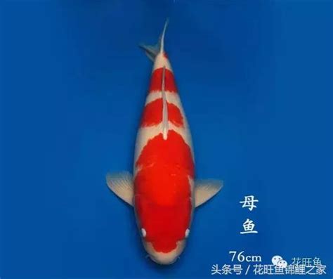 錦鯉魚缸|簡單粗暴！非常實用的錦鯉養殖經驗和方法！